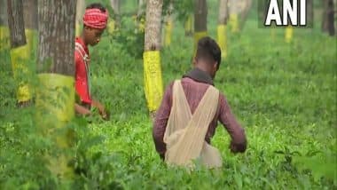 India News | Assam Signs MoUs to Transform 354 Tea Garden Hospitals into Ayushman Arogya Mandirs