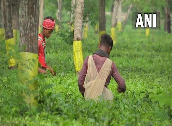 India News | Assam Signs MoUs to Transform 354 Tea Garden Hospitals into Ayushman Arogya Mandirs