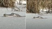 &lsquo;Nature&rsquo;s Ultimate Survivor!&rsquo; Alligator Spotted Stuck in Frozen South Carolina Pond Due to Rare Southern Snowstorm, Watch Viral Video