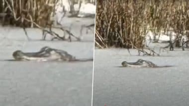 ‘Nature’s Ultimate Survivor!’ Alligator Spotted Stuck in Frozen South Carolina Pond Due to Rare Southern Snowstorm, Watch Viral Video