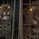 Leopard Scare in Gurugram: Big Cat Causes Panic After Entering Anmol Ashiyana Society in Haryana’s Sohna, Captured by Forest Department During Five-Hour Rescue Operation (Watch Video)