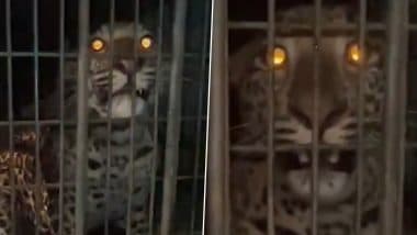 Leopard Scare in Gurugram: Big Cat Causes Panic After Entering Anmol Ashiyana Society in Haryana's Sohna, Captured by Forest Department During Five-Hour Rescue Operation (Watch Video)