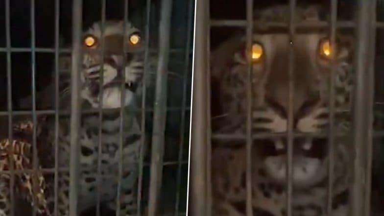 Leopard Scare in Gurugram: Big Cat Causes Panic After Entering Anmol Ashiyana Society in Haryana's Sohna, Captured by Forest Department During Five-Hour Rescue Operation (Watch Video)