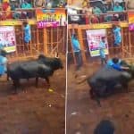 Bulls Eye! Participant Sellaiya’s Bull Displays Extraordinary Skill, Evades Tamers With Ease During 3rd Round of Avaniyapuram Jallikattu in Madurai; Video Goes Viral