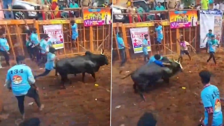 Bulls Eye! Participant Sellaiya's Bull Displays Extraordinary Skill, Evades Tamers With Ease During 3rd Round of Avaniyapuram Jallikattu in Madurai; Video Goes Viral