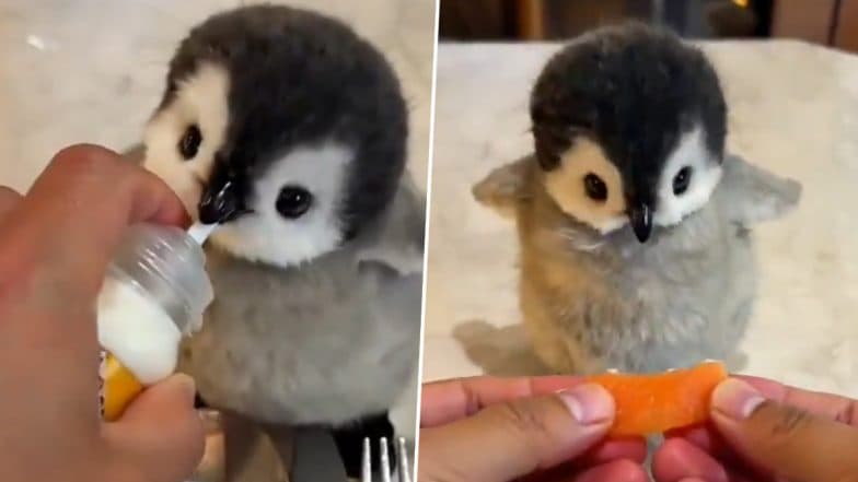 Pesto, the Baby Penguin Having Breakfast - Real or AI Generated? Adorable Video of the Aquatic Bird Leaves Netizens Perplexed Over Its Authenticity (Watch)