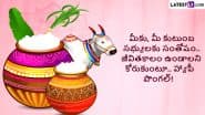 Bhogi, Sankranti, Kanuma 2025 Wishes and Images in Telugu: Celebrate the Festival of Sankranthi by Sharing WhatsApp Status, Quotes and SMS With Loved Ones