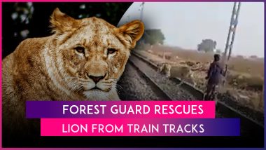 Viral Video: Forest Guard Herds Lion off Railway Tracks in Gujarat’s Bhavnagar