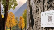 Digital Tree Aadhaar: Symbol of Kashmir's Natural Heritage, Chinar Trees to Be Geo-Tagged, Equipped with Unique Code