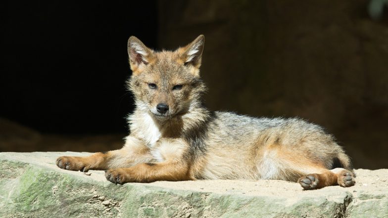 US Shocker: Coyote Abused by 4 Teenagers After Being Shot With Bow and Stomped to Death in Chicago's Mount Greenwood, Probe Launched