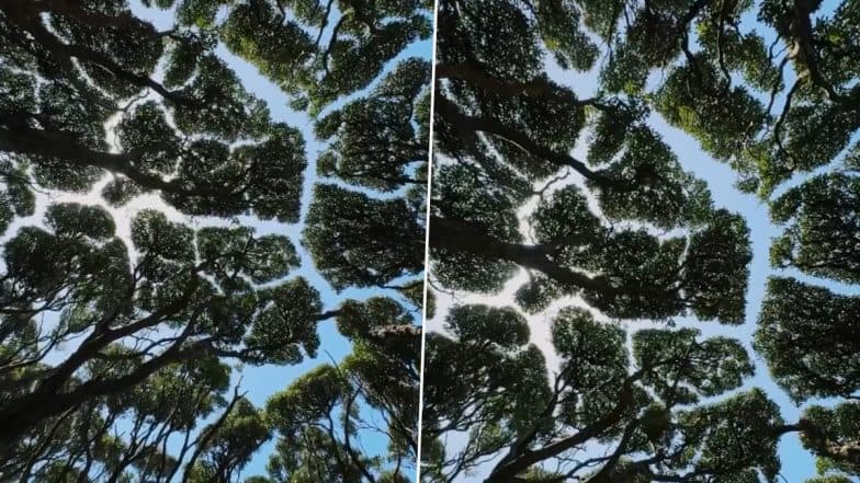 Crown Shyness: Photographer Captures Fascinating Natural Phenomenon Where Trees ‘Social Distance,’ Creating Striking Canopy, Video From New Zealand’s Rata Forest Goes Viral