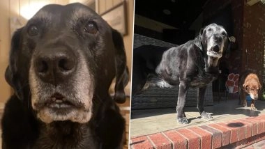 Rest in Peace, Zawg! Viral TikTok Dog Hampton Dies, Netizens Mourn the Sad Demise of the Beloved Canine With Heartfelt Pictures and Videos