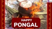 Latest Pongal 2025 Greetings, Wishes and Quotes: Thai Pongal HD Images and Wallpapers To Share Festive Messages and WhatsApp Status With Family and Friends