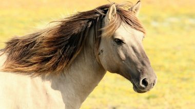 Prized Horse 'Raja'  Dies During Sterilisation in Madhya Pradesh's Jabalpur