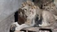 Lion Attack Caught on Camera in Uzbekistan: Zookeeper Eaten Alive by 3 Lions While Recording Video With Them To Impress Girlfriend, Horrific Visuals Surface