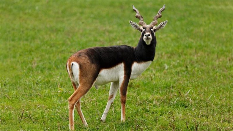 Leopard Enters Sardar Patel Zoological Park Near Statue of Unity, Kills Blackbuck; 7 More Die of Shock