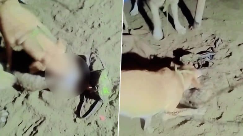 Animal Cruelty in Jalandhar: Man Ties Cats and Gets Them Killed by Dogs For Social Media Reel, Arrested After Disturbing Videos Go Viral