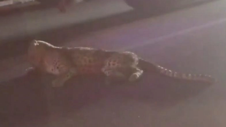 Leopard Killed in Road Accident in Medak