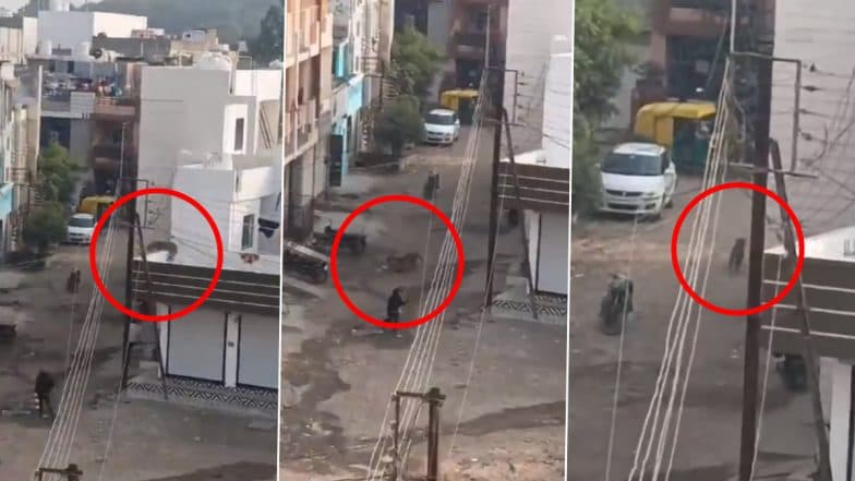 Leopard Scare in Indore: Panic Among Locals As Big Cat Spotted Jumping Over Balconies of Houses at Mansarovar Colony in Indore's Devguradia, Video Goes Viral