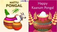 Mattu Pongal and Kaanum Pongal 2025 Date, Shubh Muhurat and Rituals: Everything To Know About the Day Celebrating Cattle and Community Unity