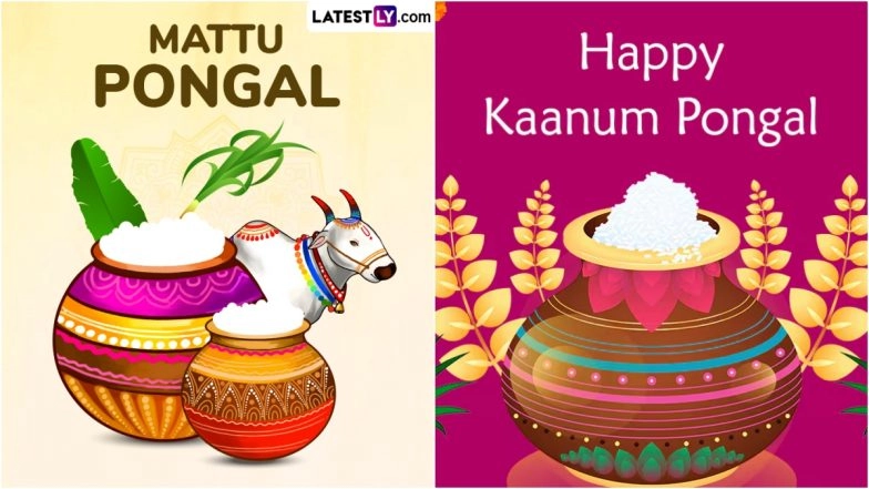 Mattu Pongal and Kaanum Pongal 2025 Date, Shubh Muhurat and Rituals: Everything To Know About the Day Celebrating Cattle and Community Unity