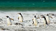 Penguins Love, Drama and Divorce: Do Penguins Mate for Life? Researchers Find Phillip Island&rsquo;s Aquatic Birds &lsquo;Divorce&rsquo; Their Partners After Poor Breeding Season