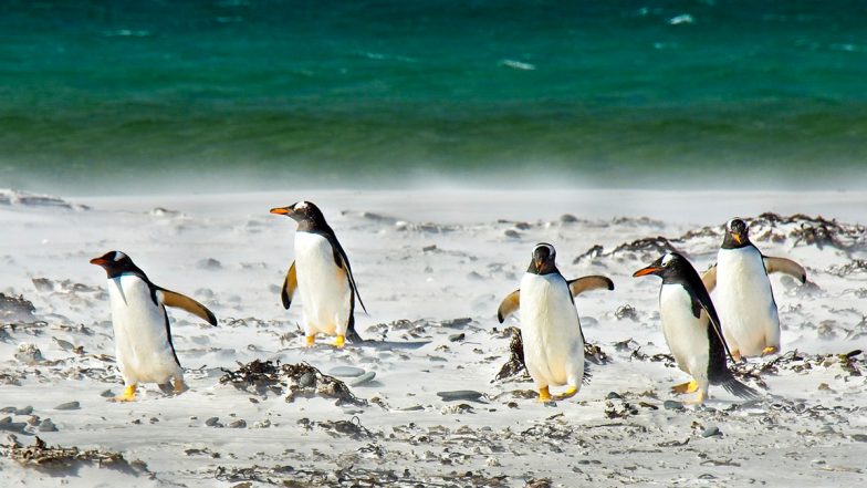 Penguins Love, Drama and Divorce: Do Penguins Mate for Life? Researchers Find Phillip Island’s Aquatic Birds ‘Divorce’ Their Partners After Poor Breeding Season