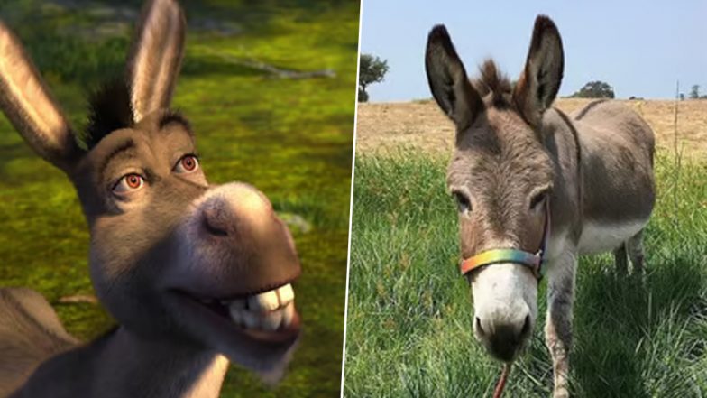 Perry, Bay Area Donkey Who Inspired Eddie Murphy’s Character in ‘Shrek’, Dies at 30