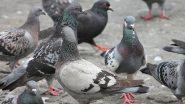 Gwalior: Man Kills 28 Pet Pigeons of His Neighbour in Madhya Pradesh’s Scindia Nagar, Booked