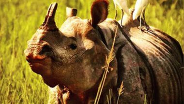 Woman, Daughter Escape Attack by Rhino During Safari in Kaziranga