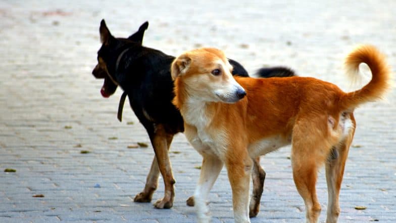 Coimbatore Shocker: Odisha Man Bitten by Rabid Dog Slits Own Throat While Undergoing Treatment at Tamil Nadu Hospital, Dies; Video Surfaces