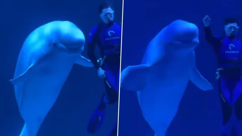 Bailey the Beluga Whale Dances to ‘APT’ Song at China’s Harbin Polar Park, Adorable Instagram Reel Goes Viral Online (Watch Video)