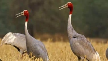 Bird Flu Confirmed in Rajasthan: Avian Flu Confirmed As Cause of Death for Demoiselle Cranes in Jaisalmer