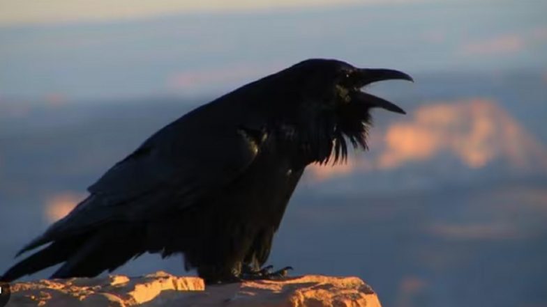 Maharashtra: 35 Crows Found Dead in 2 Days in Udgir; Carcasses Sent for Testing