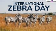 International Zebra Day 2025 Date: Know Significance of the Day That Raises Awareness About Zebra Conservation