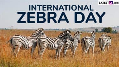 International Zebra Day 2025 Date: Know Significance of the Day That Raises Awareness About Zebra Conservation