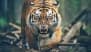 Rajasthan: Tiger Attacks Crowd Taking Selfies With Water Drinkin Big Cat in Ranthambore National Park, 2 Injured