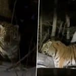 Close Encounter: 2 Tigers Approach Car on Road to Neozhidanny Waterfall in Russia’s Primorye, Video Surfaces