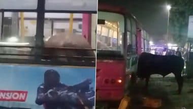 Jaipur: Bull Crashes Into Low-Floor Bus Near Todi Mod, Smashes Windows; Bus Severely Damaged (Watch Video)