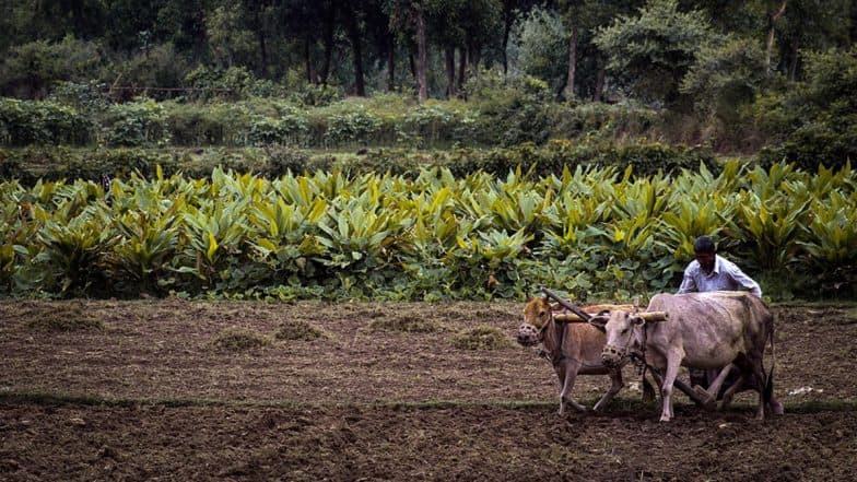 PM Kisan Samman Nidhi 19th Instalment Release Date: PM Narendra Modi To Release Instalment on February 24 (Watch Videos)