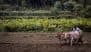 PM Kisan Samman Nidhi Yojana June 2025 Kist Date: When Will Eligible Farmers Recieve 20th Instalment? Know How To Check Beneficiary Status and Online E-KYC Procedure