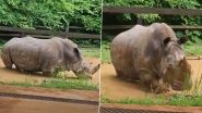 Dolly Dies at 56: Oldest Rhino in US Euthanised at Tennessee Zoo After Her &lsquo;Mobility Declines&rsquo;