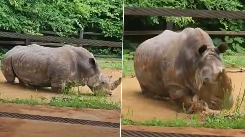 Oldest Rhino in US Dolly Dies at Tennessee Zoo at Age 56