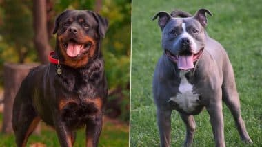 Goa Bans Rottweilers, Pitbulls: Dog Breeds To Be Banned in State After Rising Attacks, Know How It Will Affect Pet Owners