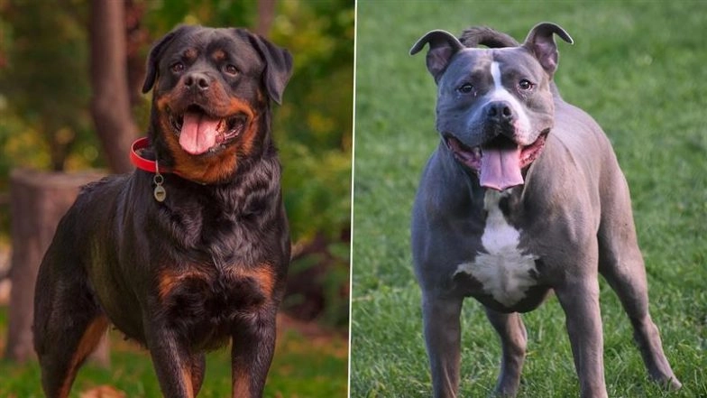 Goa Bans Pitbull and Rottweiler Breeds Following Rising Dog Attack Incidents