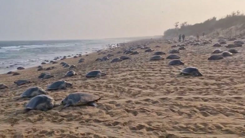 Olive Ridley Turtles in Odisha: Endangered Sea Turtles Return To Nest in Rushikulya Beach (Watch Video)
