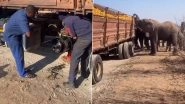 Orange Heist Caught on Camera: Herd of Elephants Loot Oranges From Broken-Down Truck in South Africa, Video Goes Viral