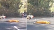 Gudalur Leopard Accident: Youth Injured As Speeding Bike Collides With Big Cat in Tamil Nadu's Nigiris District, Here&rsquo;s What Happened to the Animal (Watch Video)