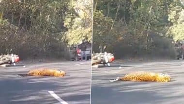 Gudalur Leopard Accident: Youth Injured As Speeding Bike Collides With Big Cat in Tamil Nadu's Nigiris District, Here’s What Happened to the Animal (Watch Video)