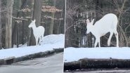 Rare Albino Deer Spotted in Snowy Forest, Internet Calls It &lsquo;White Beauty&rsquo; While Reacting to Viral Video
